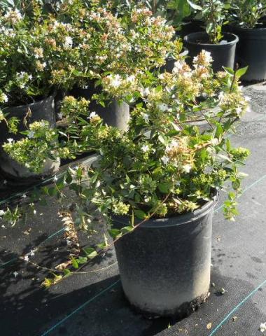 Abelia_Glossy.JPG