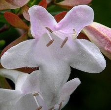 Abelia_Glossy_White.jpg