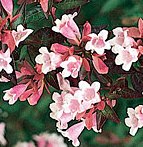 Abelia_Sherwoodii.jpg