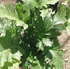 Acanthus_Mollis.gif