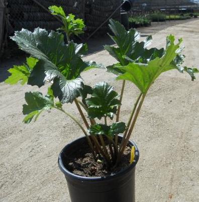 Acanthus_Mollis1_6450.JPG