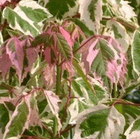 Acer_NEgundo.gif