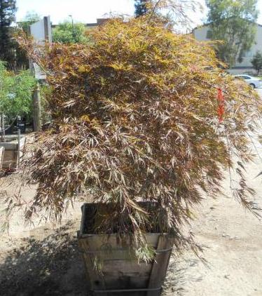 Acer_Palmatum_Tamakuyama_1200.JPG