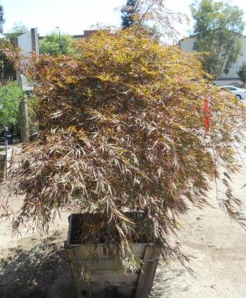 Acer_Palmatum_Tamakuyama_6647.JPG