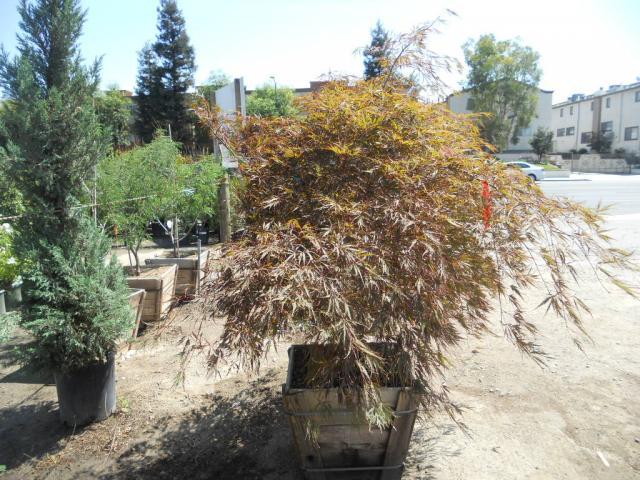 Acer_Palmatum_Tamakuyama_9998.JPG