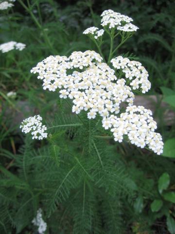 Achillea_Yarrow_7670.jpg