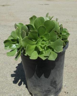 Aeonium_Mint_Saucer_4468.JPG