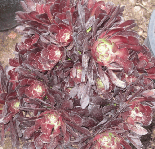 Aeonium_Zwarktop.gif