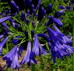 Agapanthus_Elaine.jpg