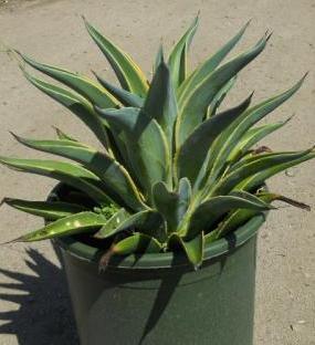 Agave_Desmettiana_Var_2612.JPG