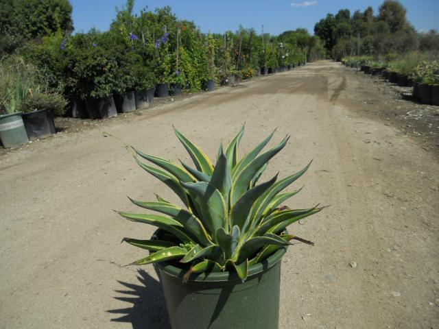 Agave_Desmettiana_Var_7673.JPG